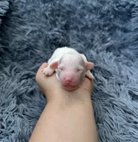 Mia, a female Poodle - Toy  for sale in Jeffersonville, IN – Photo 1 of 2