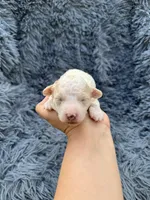 Mia, a female Poodle - Toy  for sale in Jeffersonville, IN – Photo 2 of 5