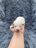 Mia, a female Poodle - Toy  for sale in Jeffersonville, IN – Photo 3 of 5