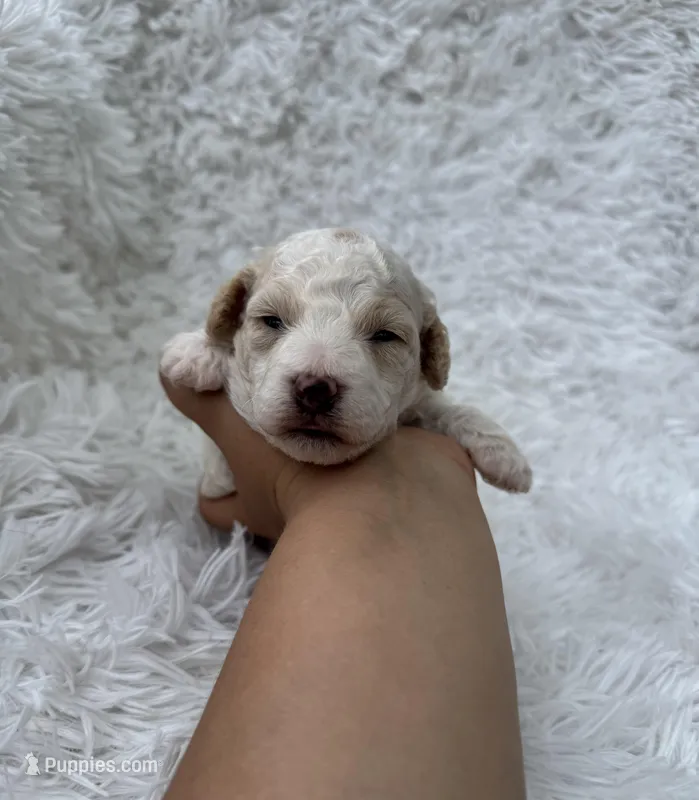 Mia – Poodle - Toy  puppy for sale in Jeffersonville, IN