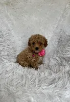 Rosa, a female Poodle - Toy  for sale in Jeffersonville, IN – 1 of 4