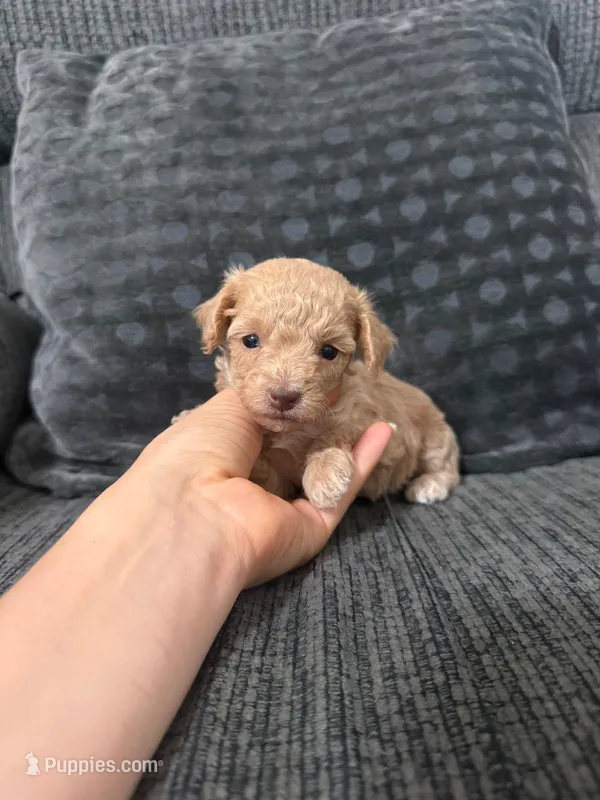 Rosie – Poodle - Toy  puppy for sale in Jeffersonville, IN