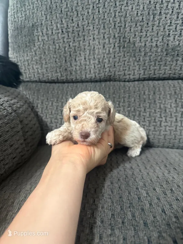 Teddy – Poodle - Toy  puppy for sale in Jeffersonville, IN