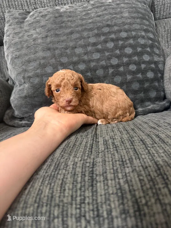 Lana – Poodle - Toy  puppy for sale in Jeffersonville, IN