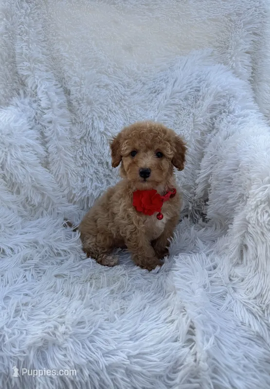 Teddy – Poodle - Toy  puppy for sale in Jeffersonville, IN