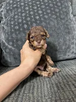 Beric, a male Poodle - Toy  for sale in Jeffersonville, IN – 2 of 3