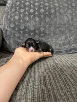 Pudge, a male Yorkshire Terrier and Poodle - Toy  for sale in Jeffersonville, IN – 2 of 2