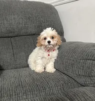 Jerry, a male Cavapoo for sale in Jeffersonville, IN – 2 of 4