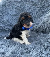 Abe, a male Poodle - Toy  for sale in Jeffersonville, IN – 3 of 3