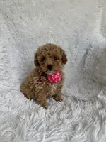 Rosa, a female Poodle - Toy  for sale in Jeffersonville, IN – 2 of 4