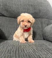 Teddy, a male Poodle - Toy  for sale in Jeffersonville, IN – 2 of 2