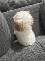 Jerry, a male Cavapoo for sale in Jeffersonville, IN – 4 of 4