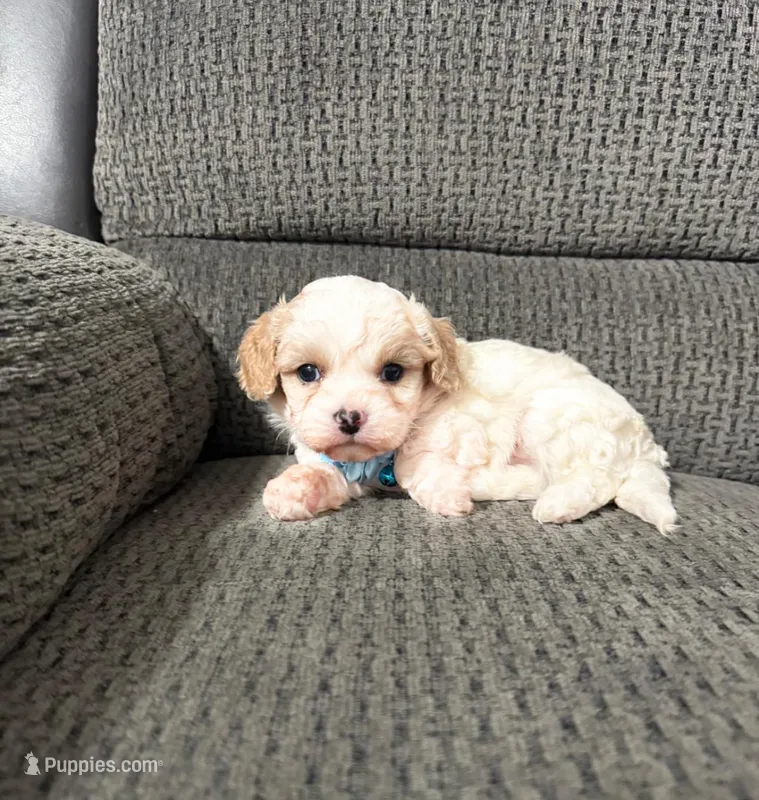Teddy Bear  – Cavapoo puppy for sale in Jeffersonville, IN