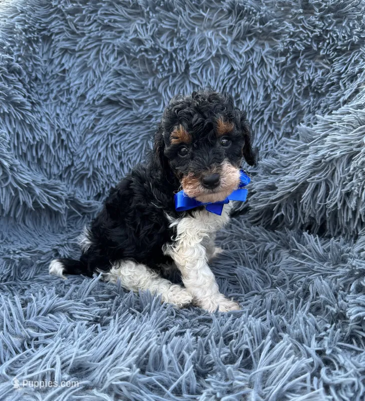 Abe – Poodle - Toy  puppy for sale in Jeffersonville, IN