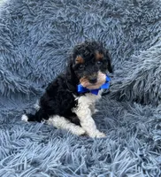 Abe, a male Poodle - Toy  for sale in Jeffersonville, IN – 1 of 3