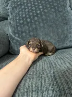 Eric, a male Poodle - Toy  for sale in Jeffersonville, IN – 1 of 3