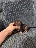 Eric, a male Poodle - Toy  for sale in Jeffersonville, IN – 2 of 3