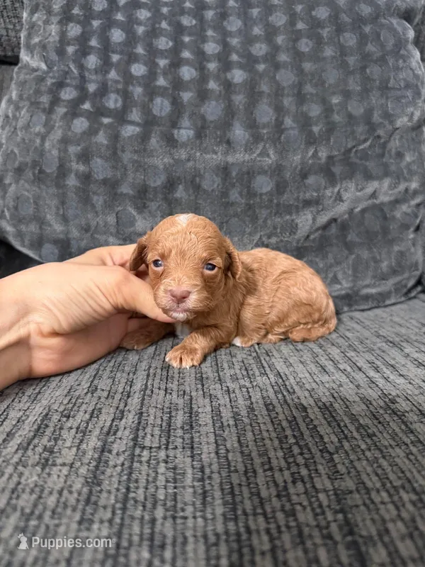 Lana – Poodle - Toy  puppy for sale in Jeffersonville, IN