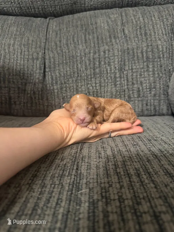 Lana – Poodle - Toy  puppy for sale in Jeffersonville, IN