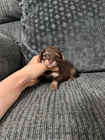 Beric, a male Poodle - Toy  for sale in Jeffersonville, IN – 3 of 3