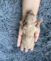 Albert, a male Poodle - Toy  for sale in Jeffersonville, IN – Photo 2 of 2