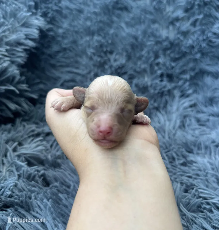 Albert – Poodle - Toy  puppy for sale in Jeffersonville, IN