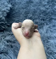 Albert, a male Poodle - Toy  for sale in Jeffersonville, IN – Photo 1 of 2