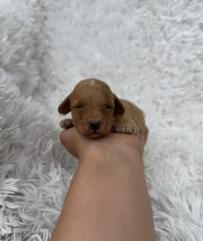 Albert – Poodle - Toy  puppy for sale in Jeffersonville, IN