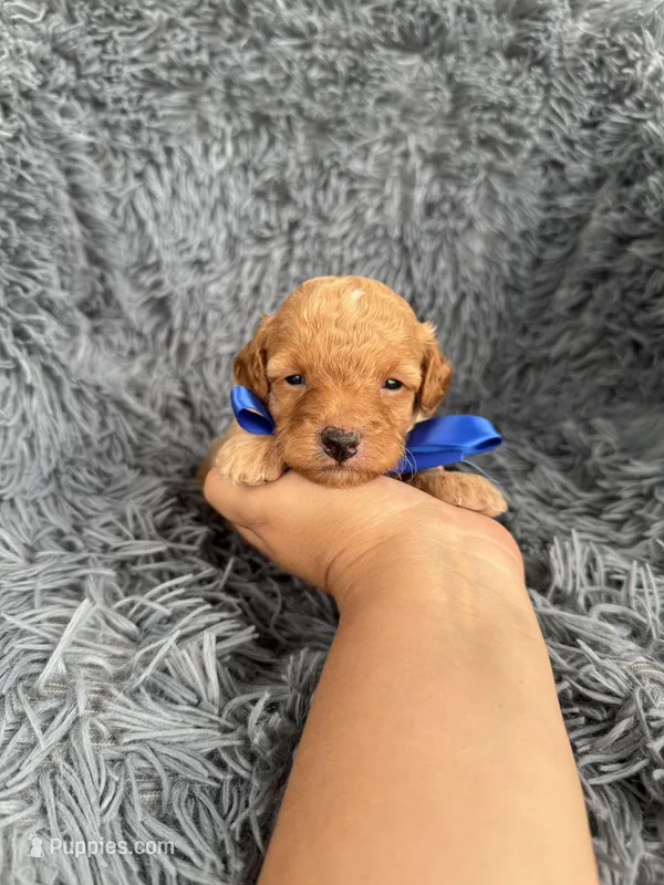 Albert – Poodle - Toy  puppy for sale in Jeffersonville, IN