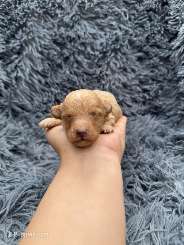 Albert – Poodle - Toy  puppy for sale in Jeffersonville, IN