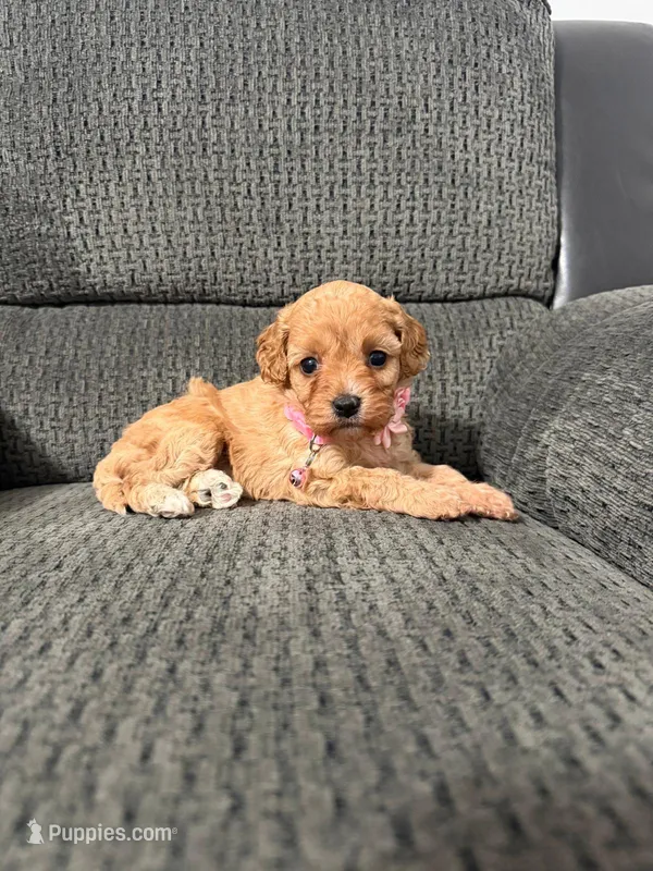 Ruby – Cavapoo puppy for sale in Jeffersonville, IN