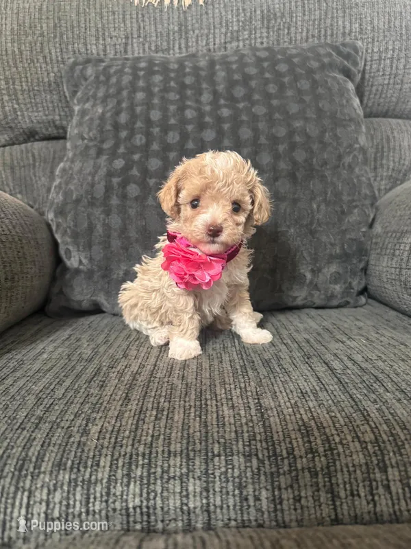 Lovely – Poodle - Toy  puppy for sale in Jeffersonville, IN