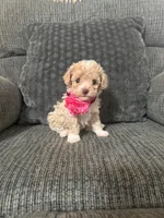 Lovely, a female Poodle - Toy  for sale in Jeffersonville, IN – 1 of 4