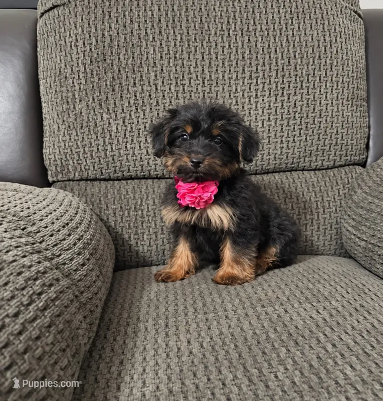 Pumpkin – Yorkipoo puppy for sale in Jeffersonville, IN
