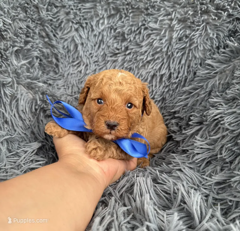 Charlie – Poodle - Toy  puppy for sale in Jeffersonville, IN