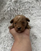 Charlie, a male Poodle - Toy  for sale in Jeffersonville, IN – Photo 2 of 5