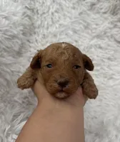 Charlie, a male Poodle - Toy  for sale in Jeffersonville, IN – Photo 3 of 5