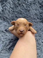 Charlie, a male Poodle - Toy  for sale in Jeffersonville, IN – Photo 1 of 3