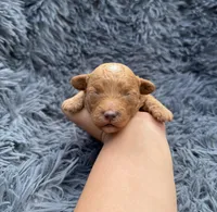 Charlie, a male Poodle - Toy  for sale in Jeffersonville, IN – Photo 2 of 3