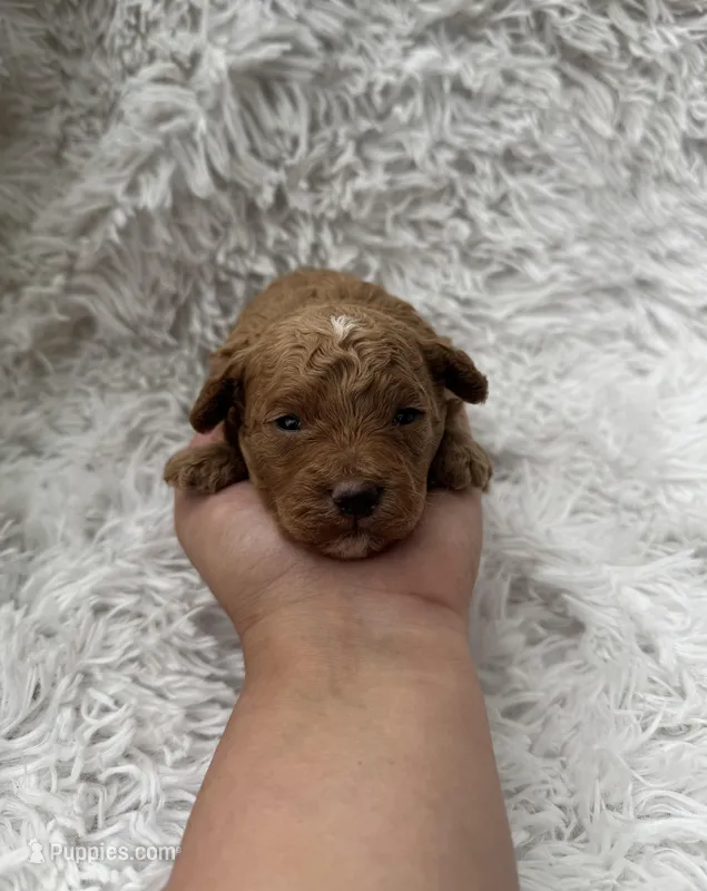 Charlie – Poodle - Toy  puppy for sale in Jeffersonville, IN