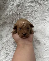 Charlie, a male Poodle - Toy  for sale in Jeffersonville, IN – Photo 1 of 5