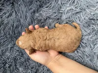 Charlie, a male Poodle - Toy  for sale in Jeffersonville, IN – Photo 3 of 3