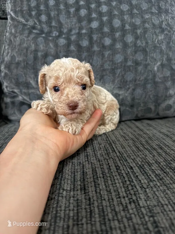 Teddy – Poodle - Toy  puppy for sale in Jeffersonville, IN