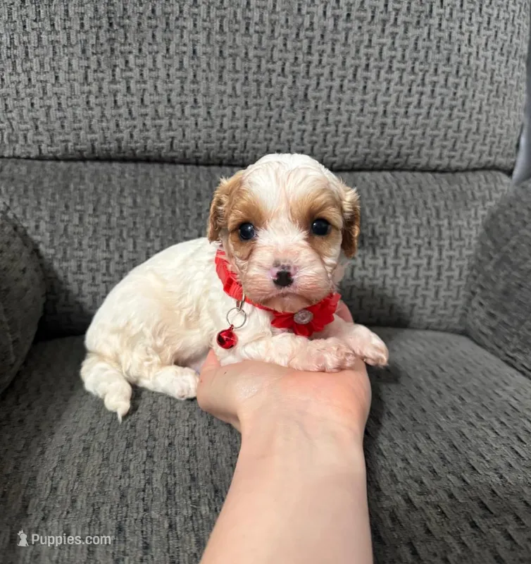 Maverick  – Cavapoo puppy for sale in Jeffersonville, IN