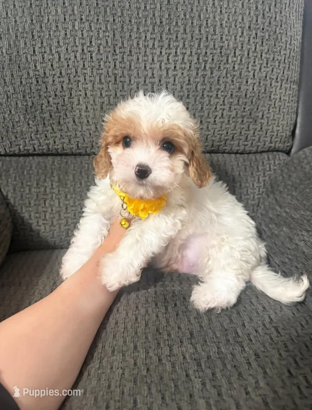 Maverick , a male Cavapoo for sale in Jeffersonville, IN – Photo 1 of 2