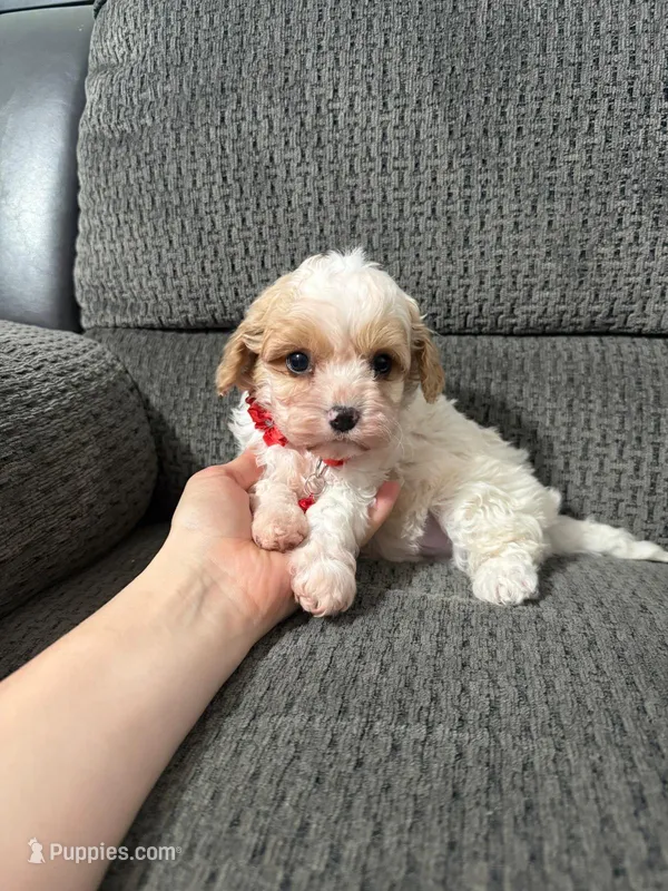 Maverick  – Cavapoo puppy for sale in Jeffersonville, IN