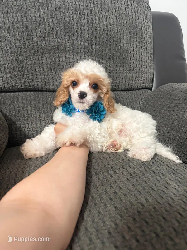 Maverick  – Cavapoo puppy for sale in Jeffersonville, IN