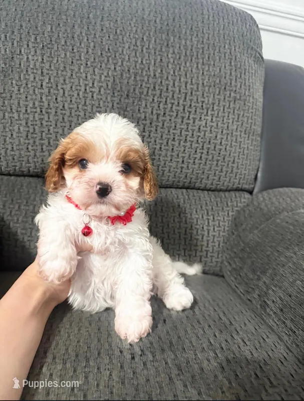 Maverick  – Cavapoo puppy for sale in Jeffersonville, IN