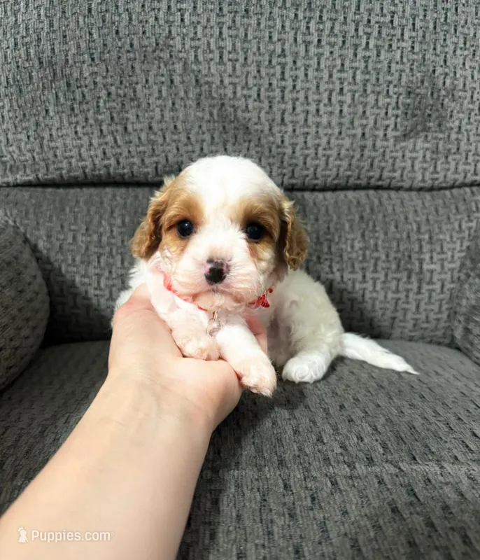 Maverick  – Cavapoo puppy for sale in Jeffersonville, IN