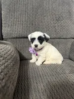 Panda, a female Yorkipoo for sale in Jeffersonville, IN – Photo 2 of 3